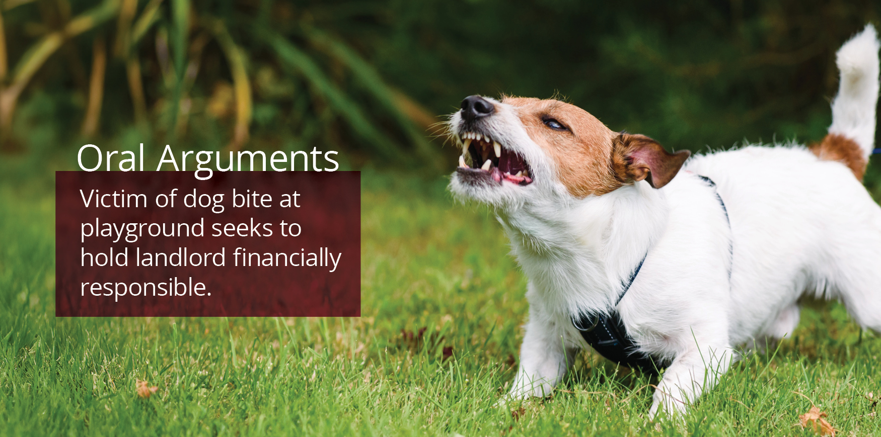 A small dog bearing its teeth.