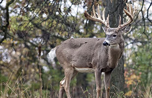 Image of a white-tailed deer standing in the woods (Lynn_Bystrom/Thinkstock)