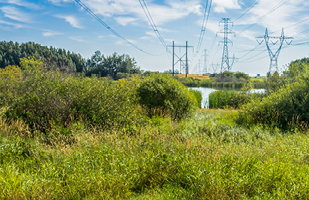 Image showing overgrown weeds in front of power lines and towers.