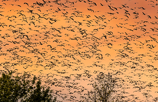 Image of a huge flock of birds flying above a treeline at sunset.