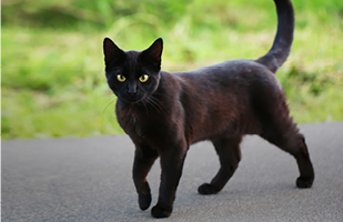 Image of a black cat.