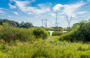 Trees, bushes and overgrown weeds under rows of power lines.