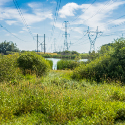 Trees, bushes and overgrown weeds under rows of power lines.