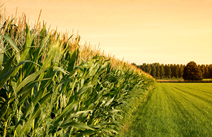 Image showing a wheat field alongside lush, green grass.