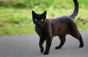 A black cat standing on pavement.