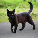 A black cat standing on pavement.