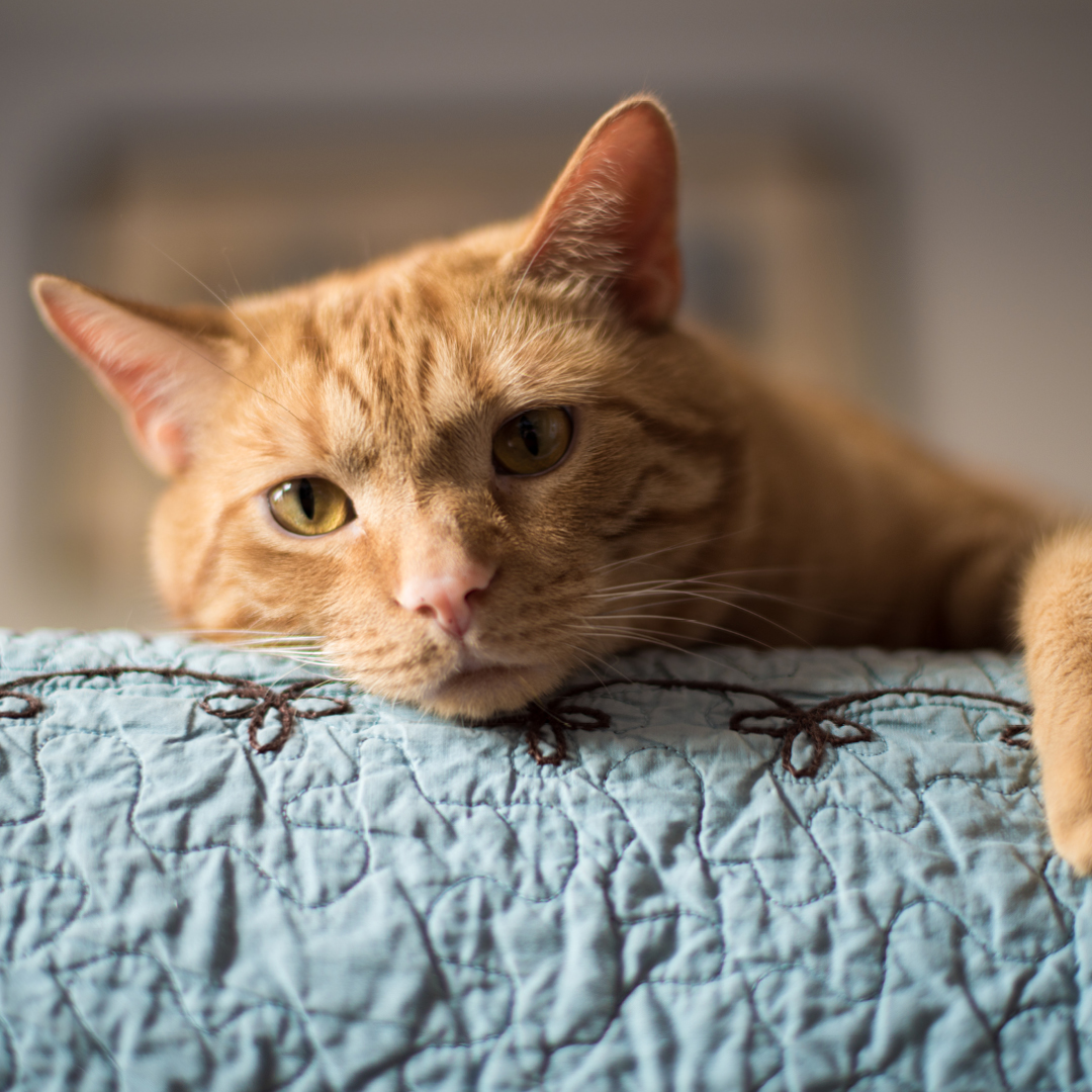 A close up of an orange cat laying on a blanket