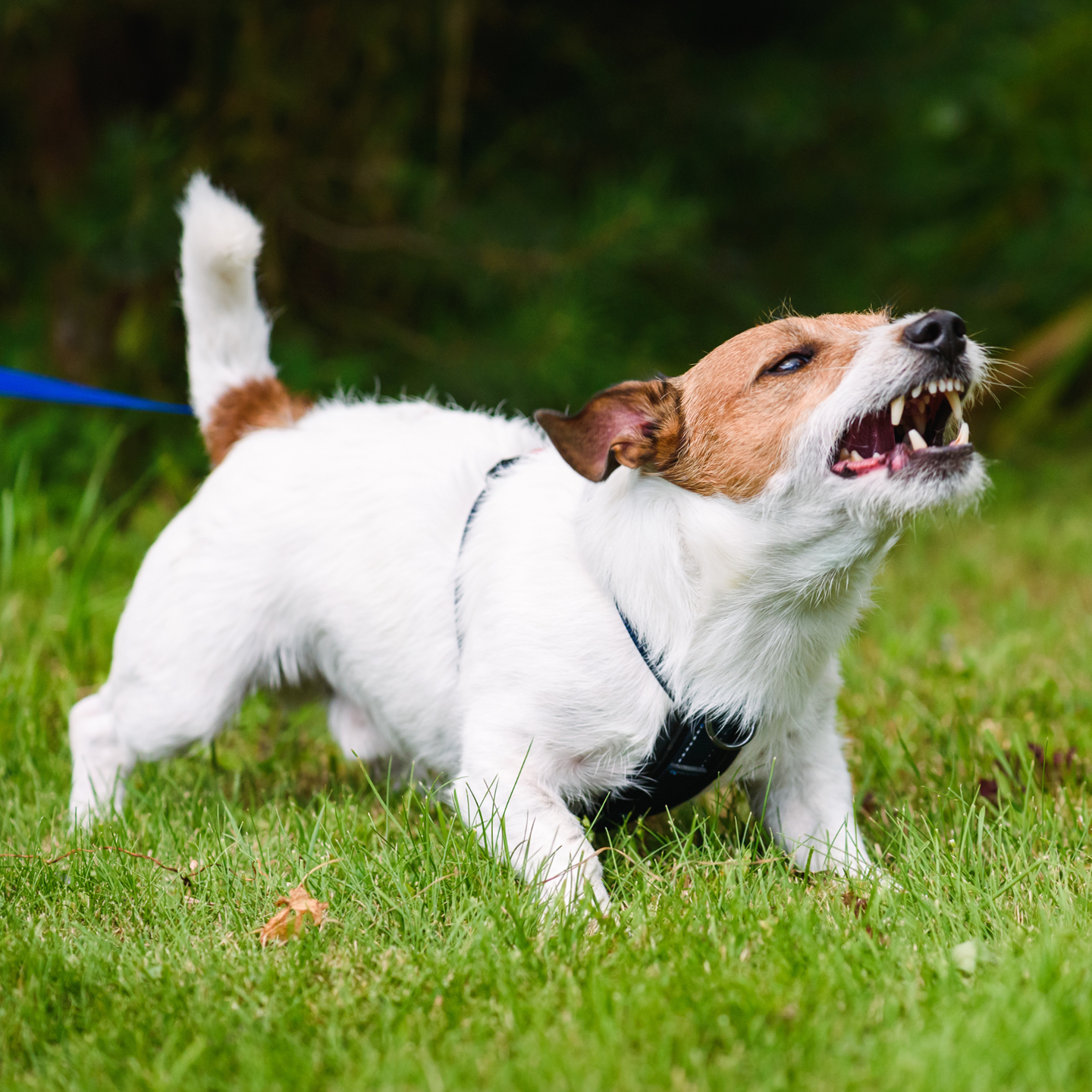A small white and brown dog baring its teeth