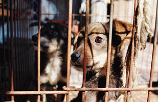 Image of dogs in a cage