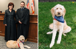 Side-by-side images. On the left is a man and a woman wearing black judicial robes, laying at their feet is a golden doodle dog. On the right is the same dog wearing a blue bandana around his neck.