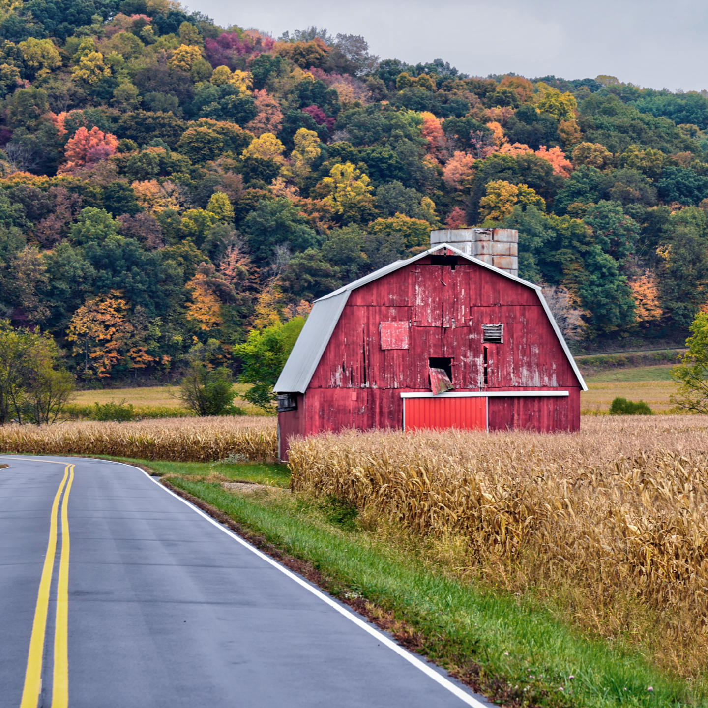 A weathered red barn next to a cornfield with a winding road in the foreground, set against a backdrop of colorful autumn trees.