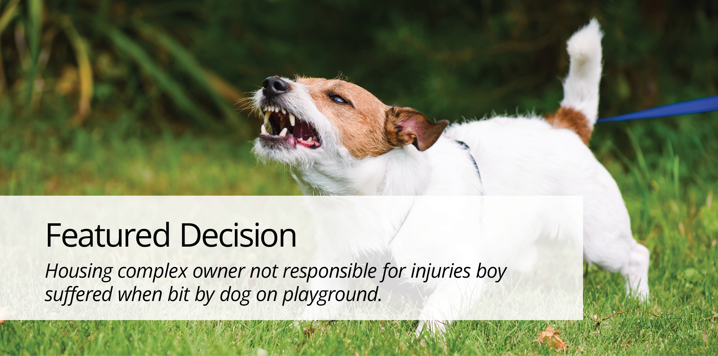 Small brown and white dog baring its teeth