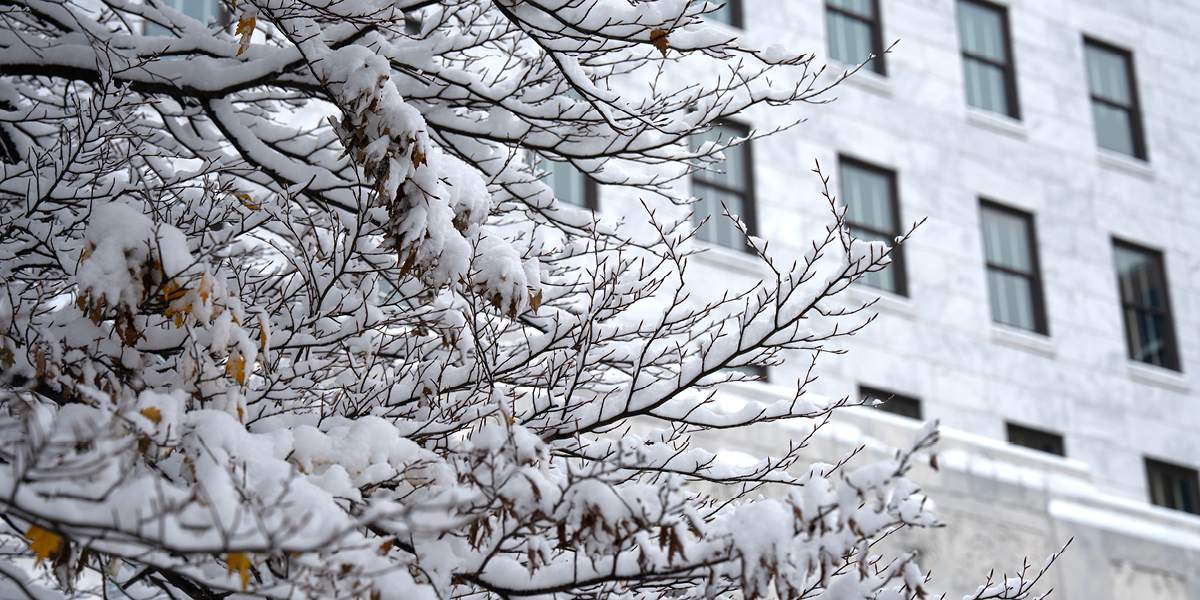 A snow covered tree in front of a multi-story, white marble building.